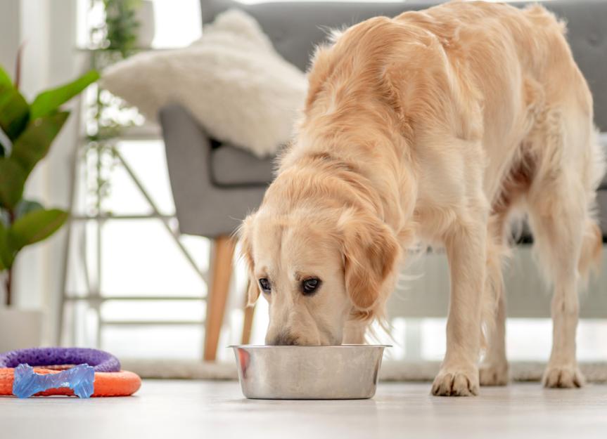 What Is Considered A Grain In Dog Food