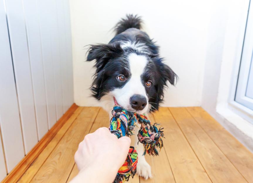 Turns Out Your Pet Can Only See Toys If They Come in This Color