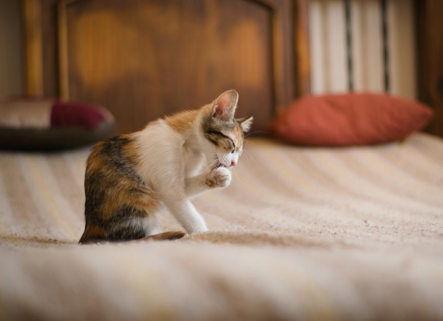 Pillow Foot in Cats: Treatment & Home Remedies
