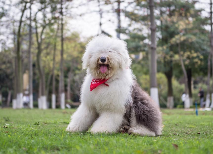 Old English Sheepdog Dog Breed Health and Care | PetMD
