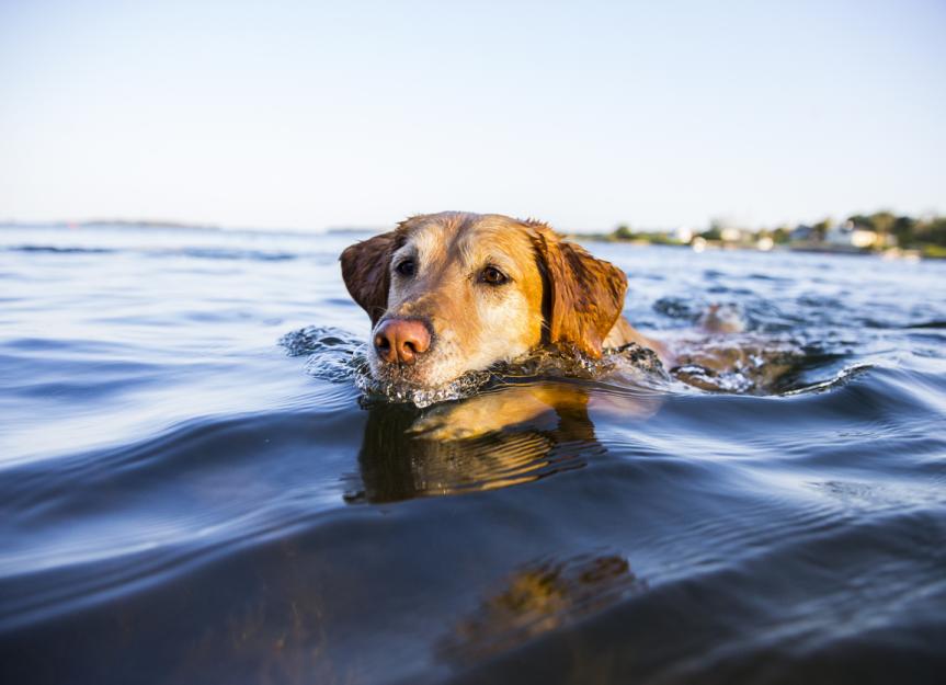 https://image.petmd.com/files/styles/863x625/public/2023-07/water-loving-dogs-that-love-to-swim.jpg