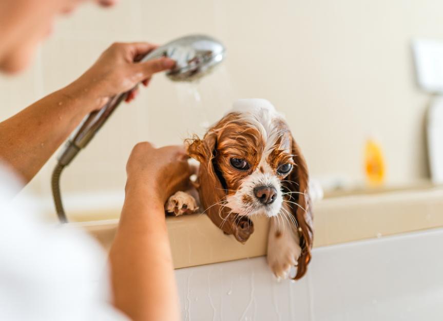 Keep Your Pet Clean and Healthy with Dog Pet Bath Grooming Brush