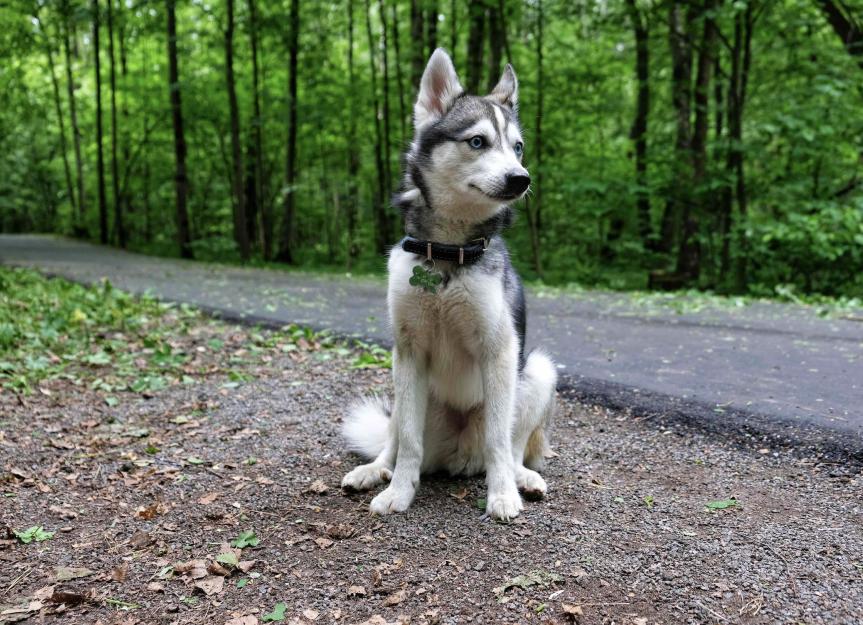 Miniature husky best sale klee kai