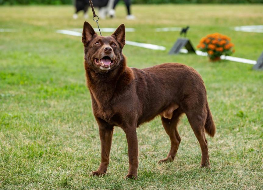 Australian Kelpie Dog Breed Information Characteristics Behavior Australian Kelpie Dog Breed Information Characteristics Behavior