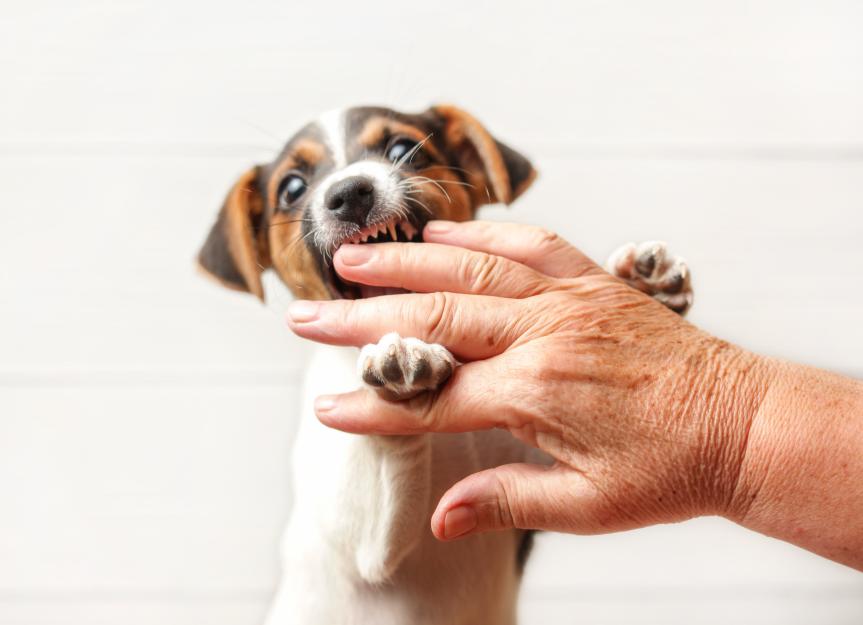 Small Dog Fitness Ring Dog Bite Ring Dog Training Ring, Pet Dog