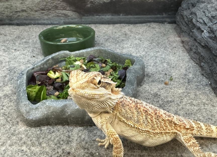 10 Fruits and Vegetables for Lizards