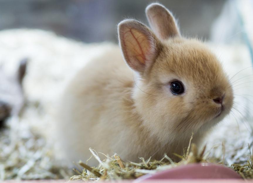 We are in an urgent need to buff the bunnies! We need more bunnies