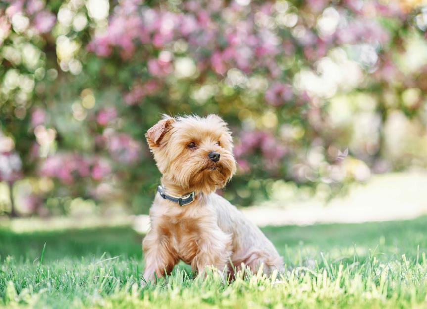 17 of The World's Smallest Dog Breeds — Small Dogs