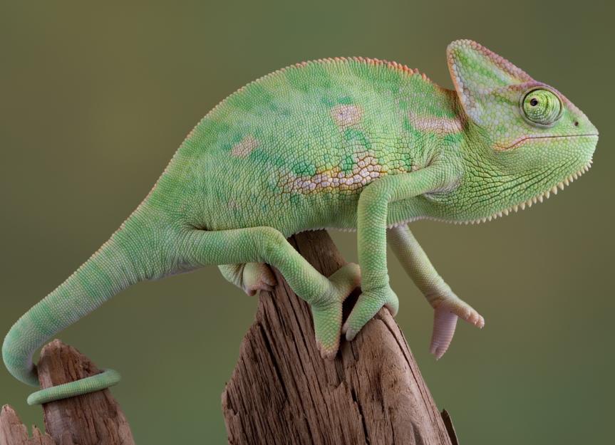Green Chameleon on Four Legs - Exotic Reptile Image
