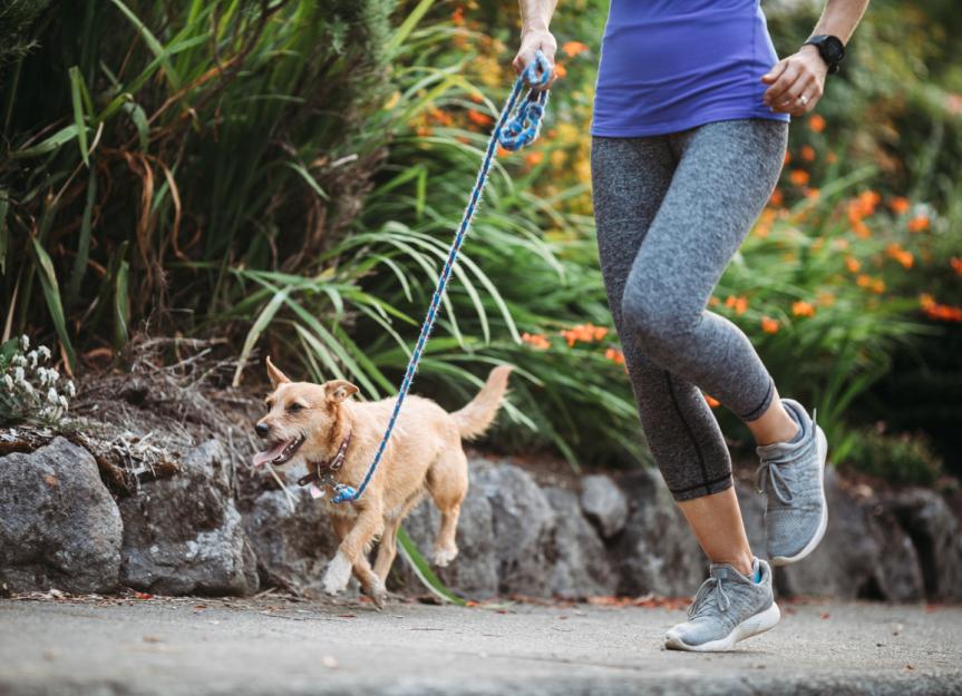 How to Safely Go Running With Your Dog | PetMD