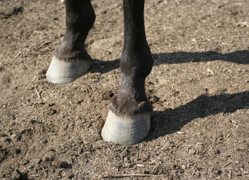 What Is a Horse Hoof Made Of?