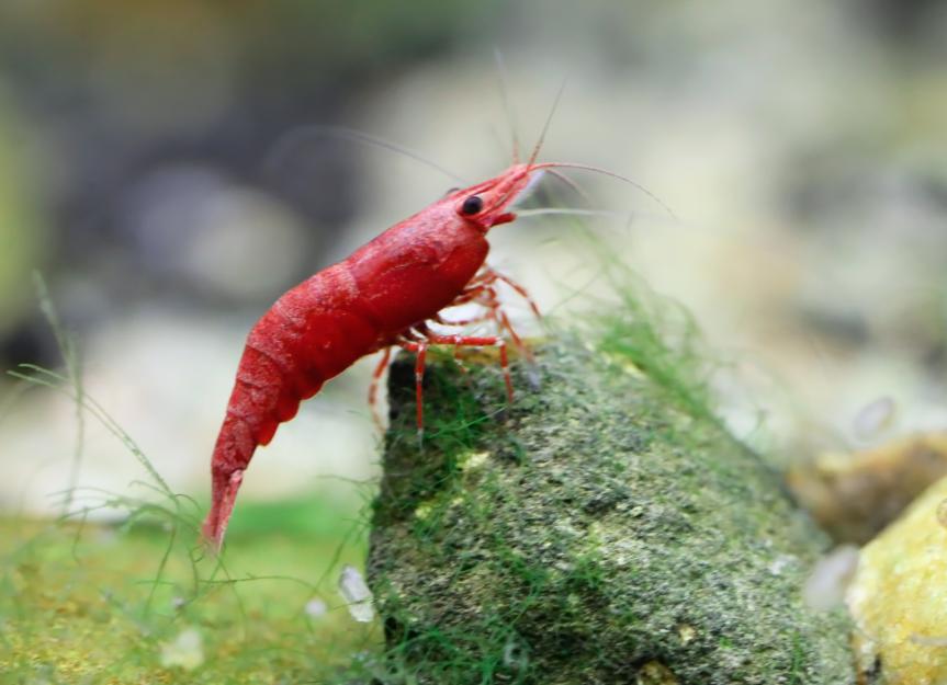 6 Things You Didn't Know About Aquarium Shrimp