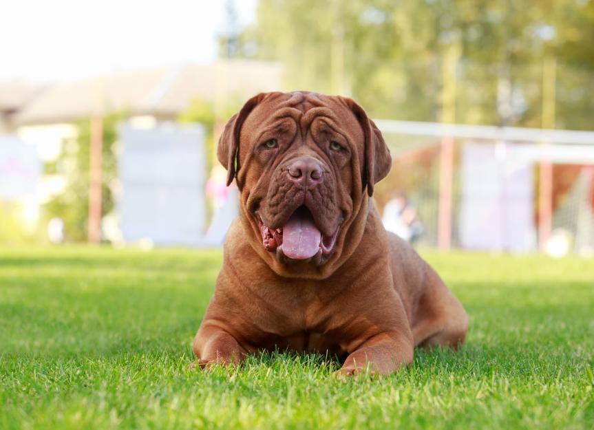 French Mastiff Dogs Dogue De Bordeaux Breed Characteristics Care French Mastiff Dogs Dogue De Bordeaux Breed Characteristics Care