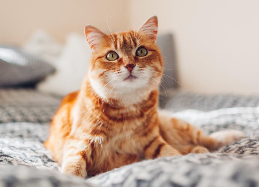 Your Cats Can Tell When You're Speaking to Them