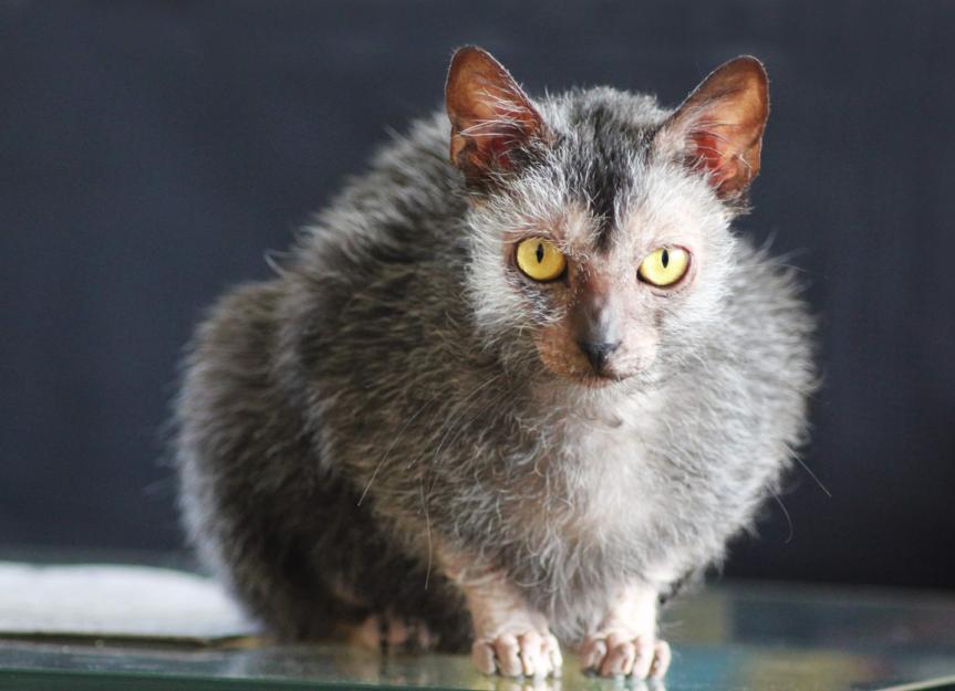 Lykoi sales cats 101