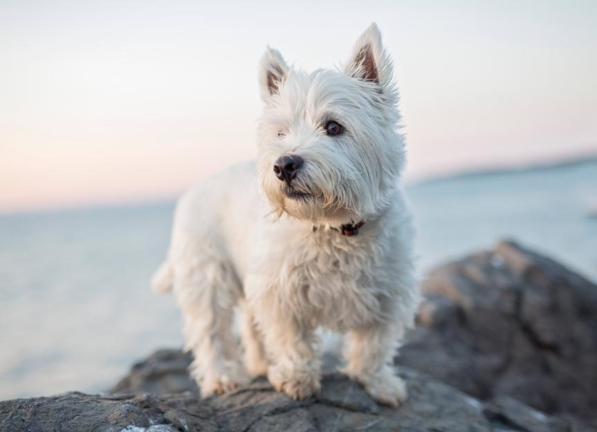 Small store white terrier