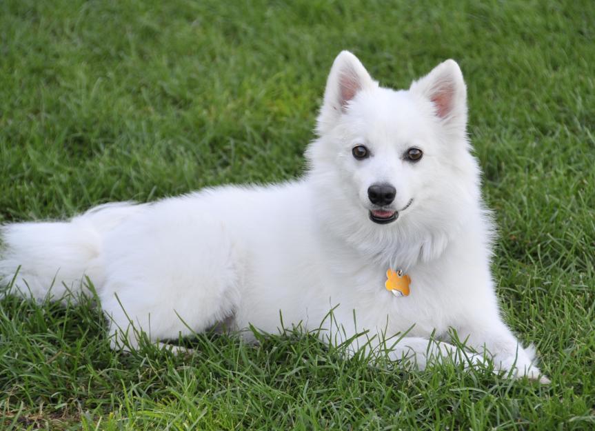 American Eskimo Dog Breed Health and Care | PetMD