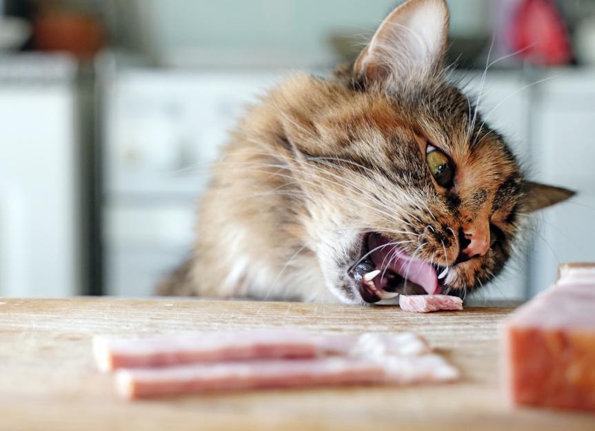 Can Cats Eat Ham PetMD