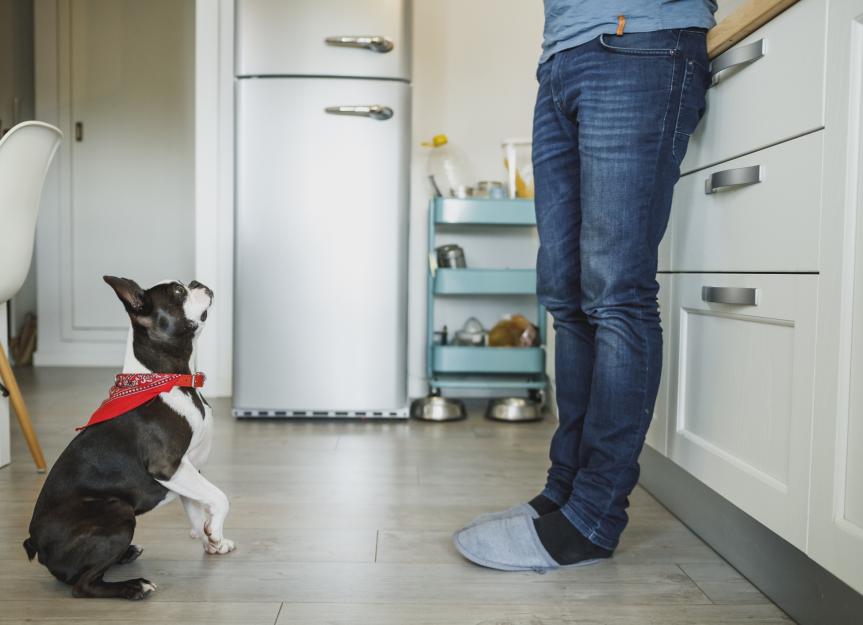 Can Dogs Eat Kale? | PetMD