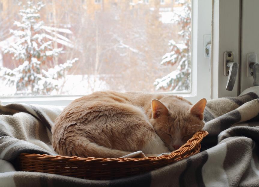 Do Cats Get Cold?: How to Keep a Cat Warm in Winter