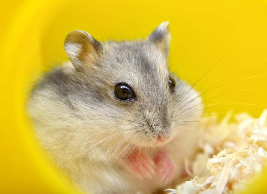 A Guide to Hamster Lifespan in Hamster Cages - Coziwow