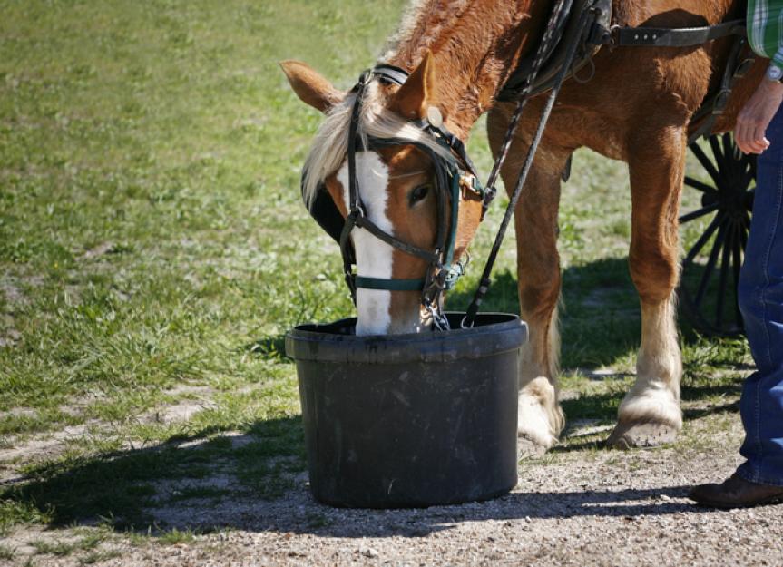 Can Horses Drink Beer? | PetMD