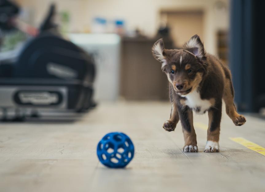 https://image.petmd.com/files/styles/863x625/public/2023-10/pup-playing-with-ball.jpg