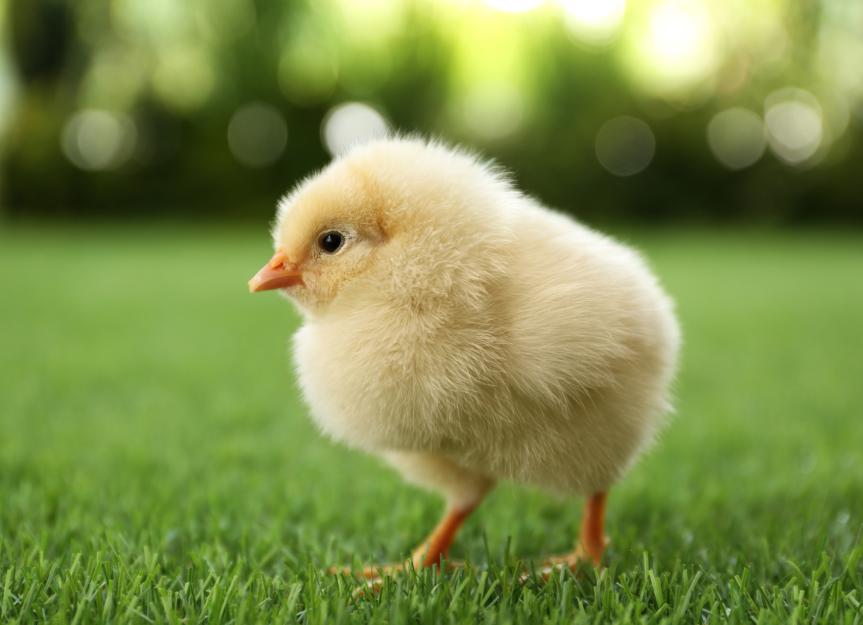 Baby Chicks Care Sheet | PetMD