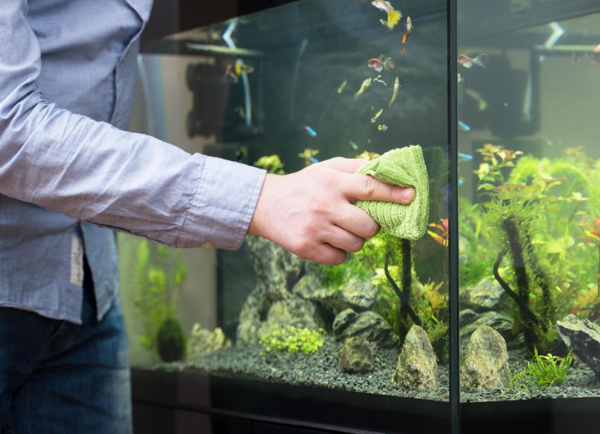 How to safely clean aquarium decor