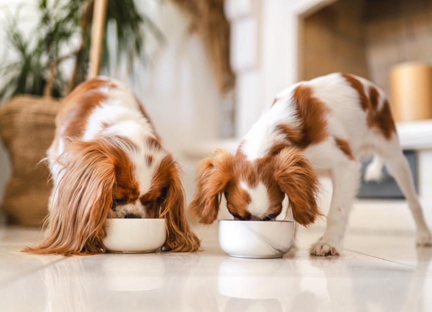 https://image.petmd.com/files/styles/863x625/public/2023-11/how-to-choose-the-best-dog-food.jpg