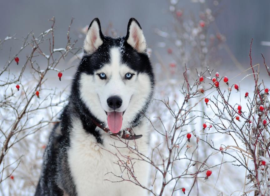 Taking care store of a husky