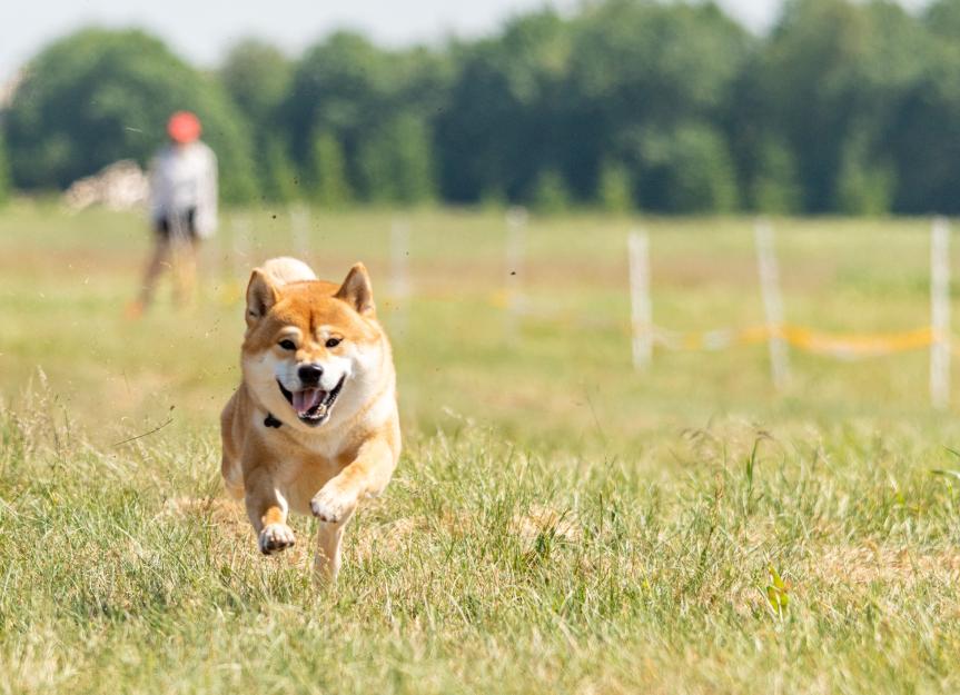 Lure Coursing for Dogs