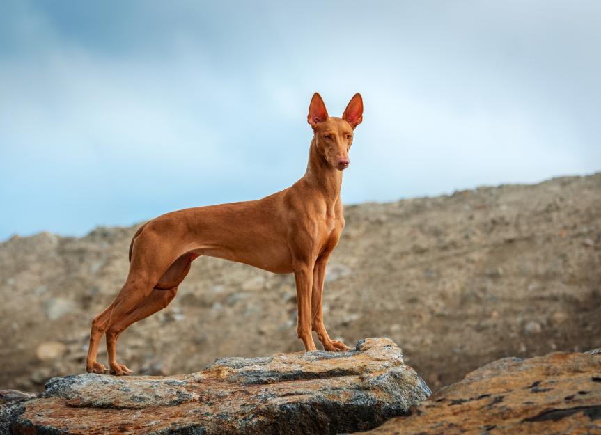 Pharaoh Hound Dog Breed Health and Care