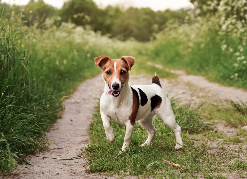 Terrier Breeds 23 Unique Dog Breeds Terrier Breeds 23 Unique Dog Breeds