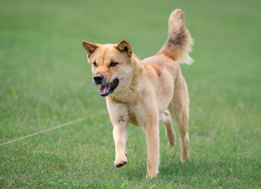 Jindo Dog Breed Health and Care | PetMD