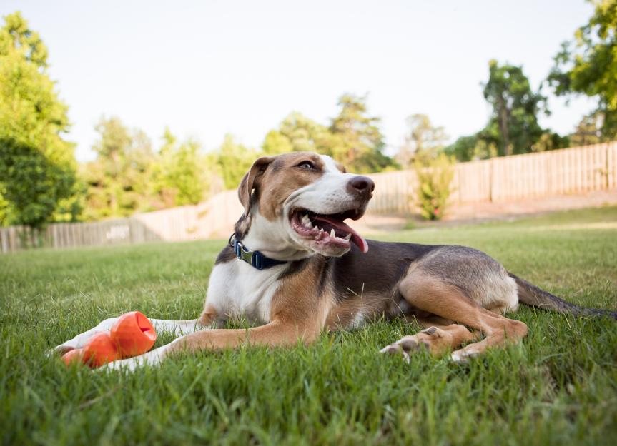 Invisible Fences vs. Physical Fences: What's Best for Your Dog