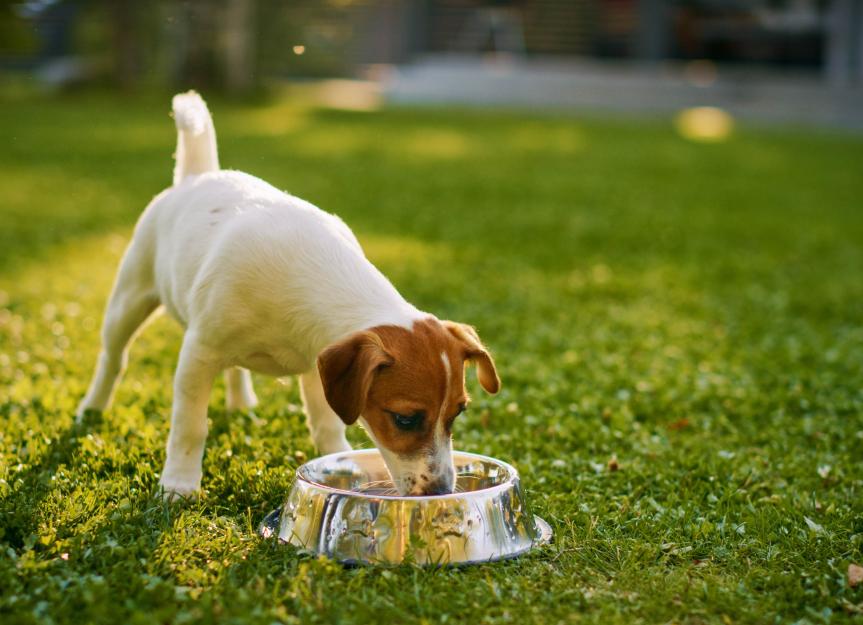 What Type of Gatorade is Good for Dogs? Canine Hydration Tips