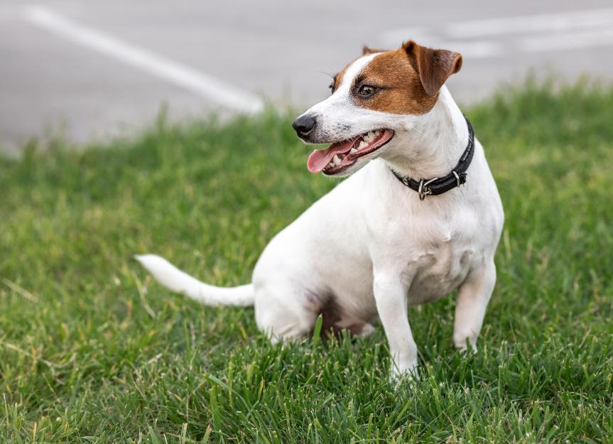 Jack Russell Terrier Smooth Coat Long Legs The Jack Russell Terrier Jack Russell Terrier Smooth Coat Long Legs The Jack Russell Terrier