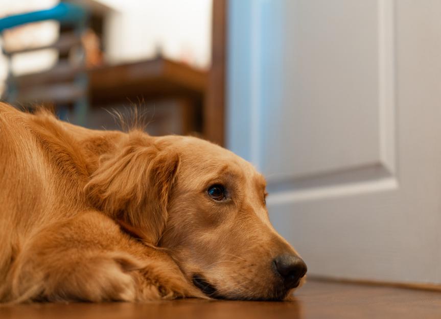 Dog Breathing Heavy Why It Happens and When To Worry PetMD