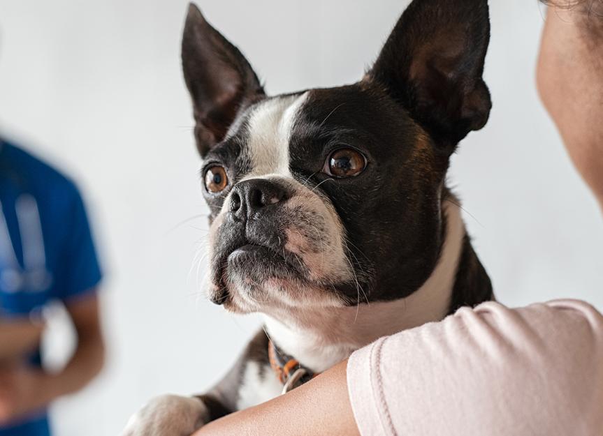 Histiocytomas in Dogs: Symptoms, Treatment, and More by Brittany Kleszynski, DVM