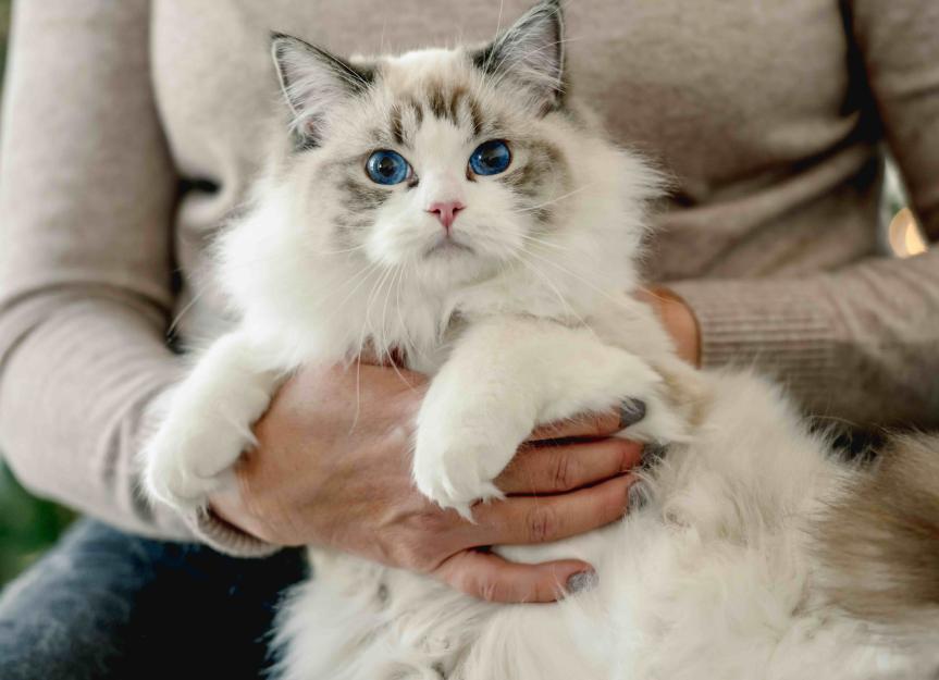 10 of the Longest-Living Cat Breeds by Erica Puisis