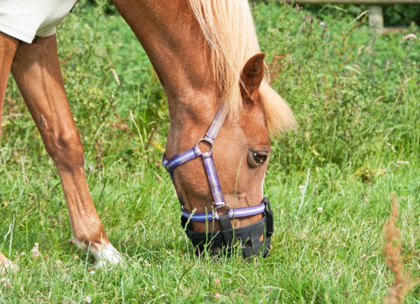 thumbnail image 2 of Animal Farmacy Blue Nylon Grazing Muzzle For Horses & Ponies - 3 Sizes, Prevents Founder 2 of 5