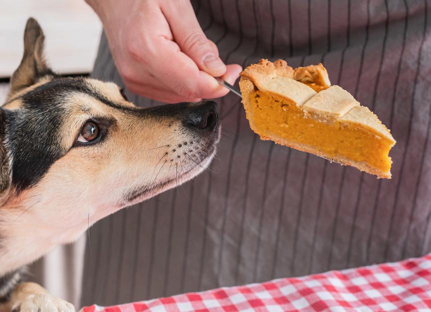how much pumpkin do i give my dog for constipation
