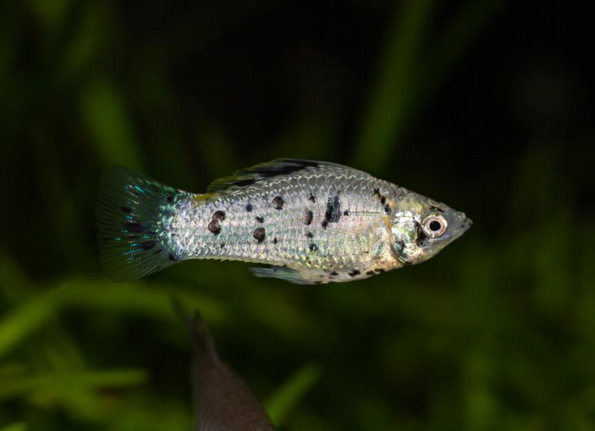 Molly Fish Care Sheet | Petmd