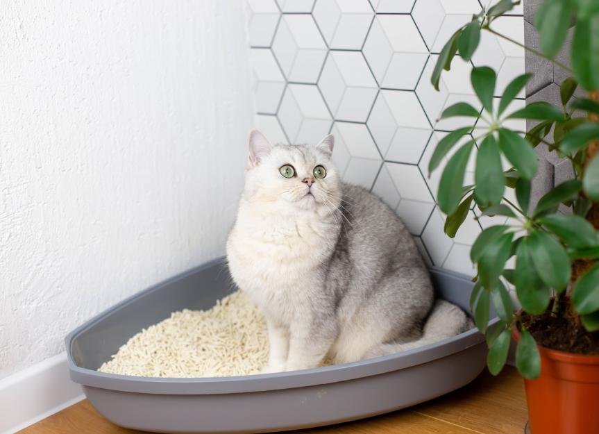 What is the best litter for Declawed Cats?