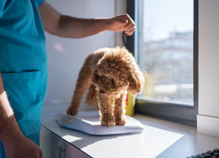 Votre chien perd du poids ? Causes courantes et quand il est temps d'aller chez le vétérinaire