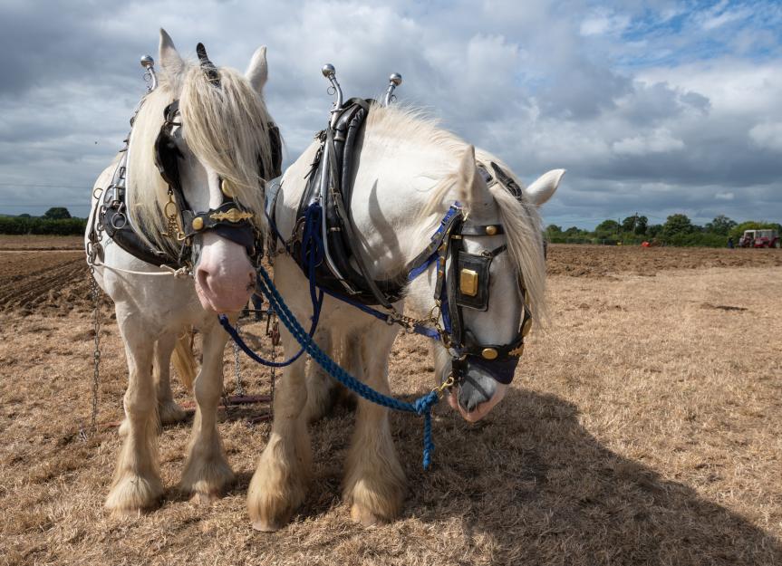 Shire Horse, santé et longévité