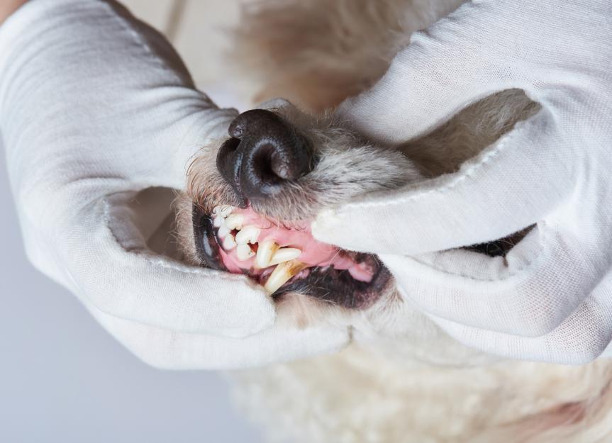 Gencives pâles chez le chien : causes fréquentes et quand appeler votre vétérinaire