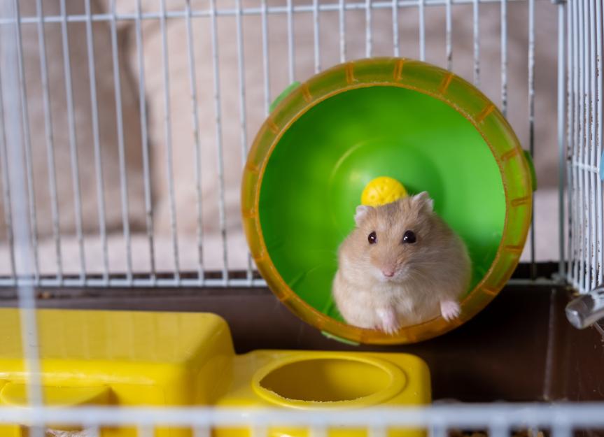 Congestive Heart Failure in Hamsters: What to Know About Your Hamster's Heart Health