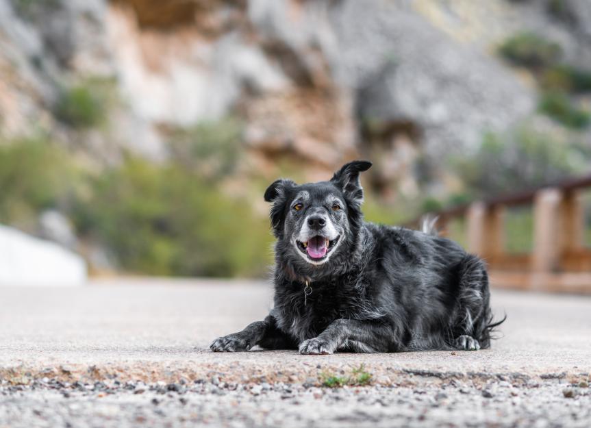 Common Behavior Changes in Your Senior Dog and How You Can Help